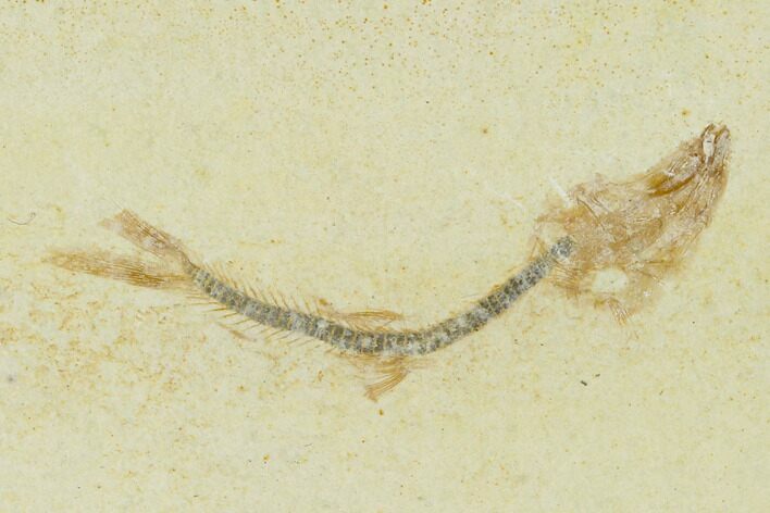 Jurassic Fossil Fish (Orthogoniklethrus) - Solnhofen Limestone #139371